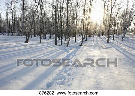 Stock Image - Ontario, Canada; Sunrise Through A Hard Wood Forest In Winter. Fotosearch