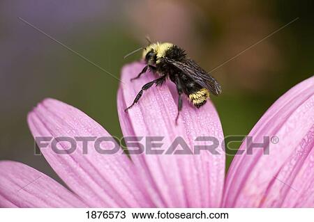 Oregon, United States Of America; A Bee Sitting On A Flower Petal View Large Photo Image Stock Image - Oregon, United States Of America; A Bee Sitting On A Flower Petal. Fotosearch