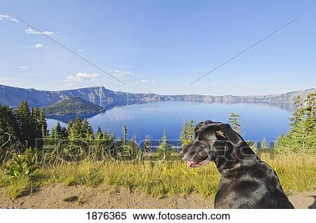 Stock Photography - Oregon, United States Of America; A Dog On A Trail With A View Of Crater Lake And Wizard Island. Fotosearch
