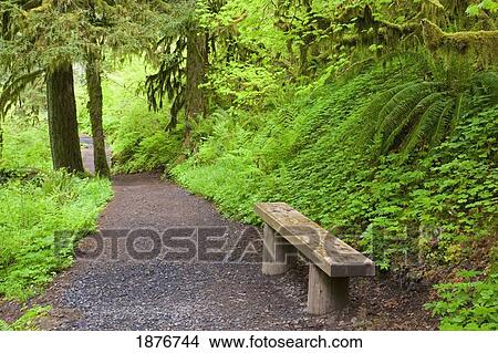 Picture - Oregon, United States Of America; A Bench Along A Trail In Silver Falls State Park. Fotosearch