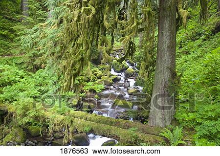 Stock Image - Oregon, United States Of America; A Trail And A Creek In The Lush Forest In The Columbia River Gorge National Scenic Area. Fotosearch