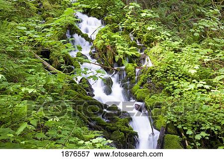 Oregon, United States Of America; A Small Creek Along A Trail In Columbia River Gorge National Scenic Area View Large Photo Image Stock Photo - Oregon, United States Of America; A Small Creek Along A Trail In Columbia River Gorge National Scenic Area. Fotosearch