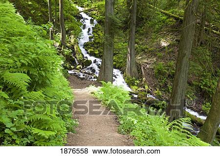 Oregon, United States Of America; A Small Creek Running Along A Trail In Columbia River Gorge National Scenic Area View Large Photo Image Stock Photo - Oregon, United States Of America; A Small Creek Running Along A Trail In Columbia River Gorge National Scenic Area. Fotosearch