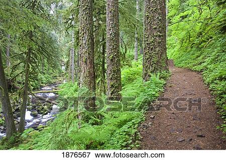 Stock Photo - Oregon, United States Of America; A Trail And A Creek In The Lush Forest In The Columbia River Gorge National Scenic Area. Fotosearch