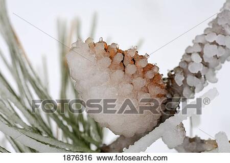 Oregon, United States Of America; A Pine Cone Covered In Ice From An Ice Storm In Willamette Valley View Large Photo Image Stock Photograph - Oregon, United States Of America; A Pine Cone Covered In Ice From An Ice Storm In Willamette Valley. Fotosearch