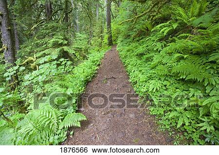 Stock Photograph - Oregon, United States Of America; A Trail In The Lush Forest In The Columbia River Gorge National Scenic Area. Fotosearch