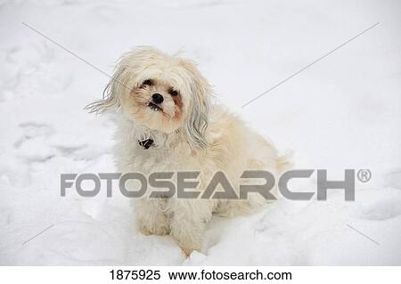 Stock Photography - Oregon, United States Of America; A White Dog Sitting In The Snow In Willamette Valley. Fotosearch