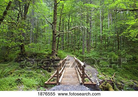 Oregon, United States Of America; A Wooden Walkway In Columbia River Gorge National Scenic Area View Large Photo Image Stock Photography - Oregon, United States Of America; A Wooden Walkway In Columbia River Gorge National Scenic Area. Fotosearch