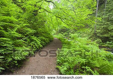Stock Photography - Oregon, United States Of America; A Trail In The Lush Forest In The Columbia River Gorge National Scenic Area. Fotosearch