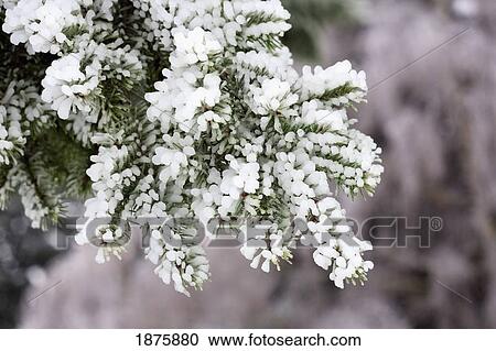 Oregon, United States Of America; Bush Covered In Ice From A Heavy Ice Storm In Willamette Valley View Large Photo Image Stock Image - Oregon, United States Of America; Bush Covered In Ice From A Heavy Ice Storm In Willamette Valley. Fotosearch