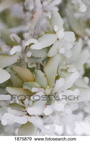Oregon, United States Of America; Bush Covered In Ice From A Heavy Ice Storm In Willamette Valley View Large Photo Image Stock Photo - Oregon, United States Of America; Bush Covered In Ice From A Heavy Ice Storm In Willamette Valley. Fotosearch