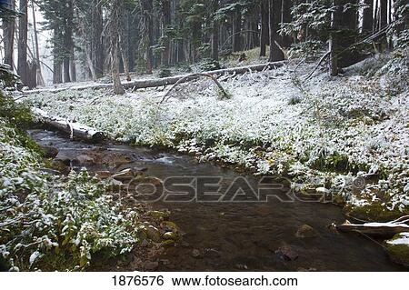 Oregon, United States Of America; First Snow Fall In Autumn Along A Creek On Mount Hood In The Oregon Cascades View Large Photo Image Stock Photograph - Oregon, United States Of America; First Snow Fall In Autumn Along A Creek On Mount Hood In The Oregon Cascades. Fotosearch