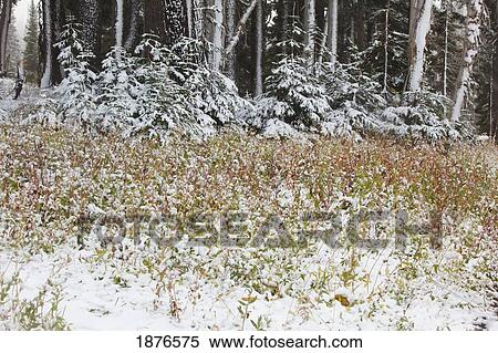Stock Photography - Oregon, United States Of America; First Snow Fall On Autumn Colors On Mount Hood In The Oregon Cascades. Fotosearch
