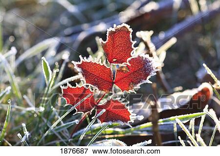 Stock Photo - Oregon, United States Of America; Frost On Autumn Leaves. Fotosearch