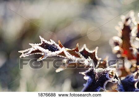 Stock Photo - Oregon, United States Of America; Frost On Autumn Leaves. Fotosearch