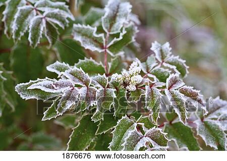 Stock Photograph - Oregon, United States Of America; Frost On Autumn Colored Leaves In Mt. Hood National Forest. Fotosearch