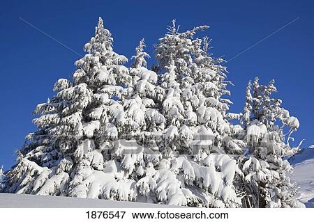 Oregon, United States Of America; Heavy Snow On The Trees On Timberline Trail On Mount Hood View Large Photo Image Stock Photo - Oregon, United States Of America; Heavy Snow On The Trees On Timberline Trail On Mount Hood. Fotosearch