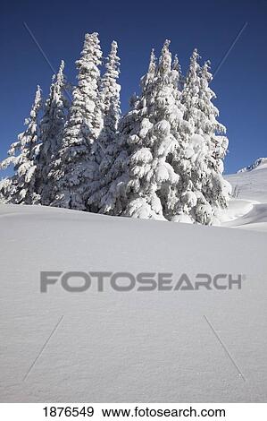 Stock Photo - Oregon, United States Of America; Heavy Snow On The Trees On Timberline Trail On Mount Hood. Fotosearch