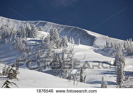 Oregon, United States Of America; Heavy Snow On The Trees On Timberline Trail On Mount Hood View Large Photo Image Stock Photograph - Oregon, United States Of America; Heavy Snow On The Trees On Timberline Trail On Mount Hood. Fotosearch