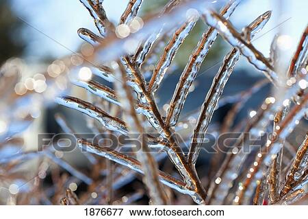 Oregon, United States Of America; Ice On Tree Branches In Mount Hood National Forest View Large Photo Image Stock Photo - Oregon, United States Of America; Ice On Tree Branches In Mount Hood National Forest. Fotosearch