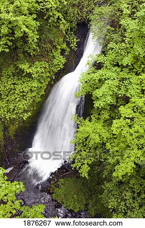 Oregon, United States Of America; Lush Green Foliage Along Shepperd's Dell Falls In Columbia River Gorge National Scenic Area View Large Photo Image Stock Photo - Oregon, United States Of America; Lush Green Foliage Along Shepperd's Dell Falls In Columbia River Gorge National Scenic Area. Fotosearch