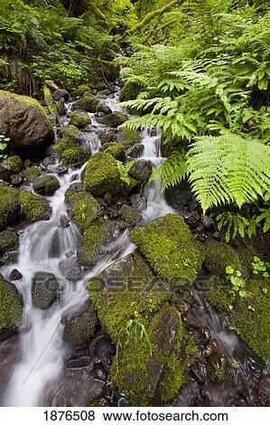 Oregon, United States Of America; Lush Green Foliage Along A Small Creek In Columbia River Gorge National Scenic Area View Large Photo Image Stock Photo - Oregon, United States Of America; Lush Green Foliage Along A Small Creek In Columbia River Gorge National Scenic Area. Fotosearch