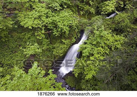 Oregon, United States Of America; Lush Green Foliage Along Shepperd's Dell Falls In Columbia River Gorge National Scenic Area View Large Photo Image Stock Photograph - Oregon, United States Of America; Lush Green Foliage Along Shepperd's Dell Falls In Columbia River Gorge National Scenic Area. Fotosearch