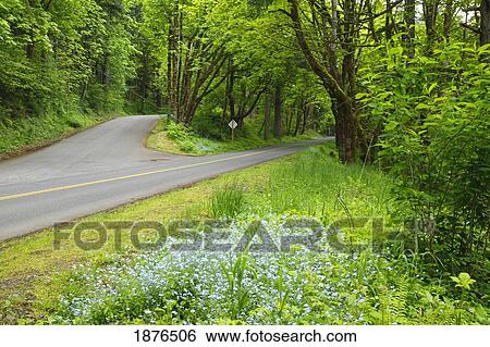 Stock Photograph - Oregon, United States Of America; Lush Green Along The Road In Columbia River Gorge National Scenic Area. Fotosearch