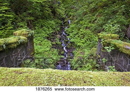 Stock Photography - Oregon, United States Of America; Lush Green Foliage Along A Small Creek In Columbia River Gorge National Scenic Area. Fotosearch