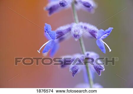 Picture - Oregon, United States Of America; Closeup Of Small Blue Flowers. Fotosearch