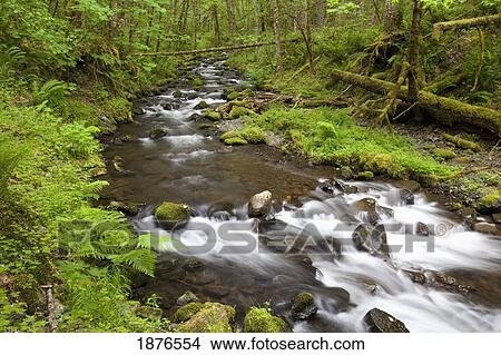Oregon, United States Of America; Small Creek In Columbia River Gorge National Scenic Area View Large Photo Image Picture - Oregon, United States Of America; Small Creek In Columbia River Gorge National Scenic Area. Fotosearch