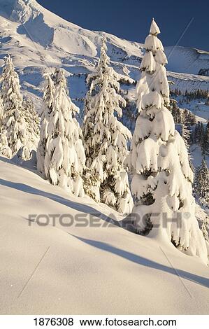 Oregon, United States Of America; Snow Covering A Mountain And Trees In Winter On Mount Hood In The Oregon Cascades View Large Photo Image Stock Photo - Oregon, United States Of America; Snow Covering A Mountain And Trees In Winter On Mount Hood In The Oregon Cascades. Fotosearch