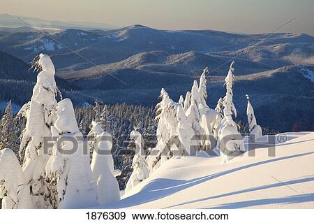 Oregon, United States Of America; Snow Covering Trees During A Winter Sunrise On Mount Hood In The Oregon Cascades View Large Photo Image Stock Photo - Oregon, United States Of America; Snow Covering Trees During A Winter Sunrise On Mount Hood In The Oregon Cascades. Fotosearch