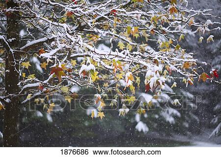 Stock Photograph - Oregon, United States Of America; Snow On The Leaves Of A Tree In Silver Falls State Park. Fotosearch