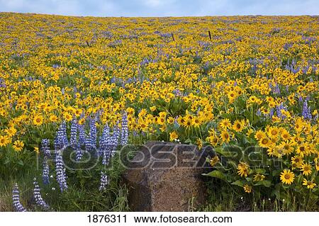 Stock Image - Oregon, United States Of America; Wildflowers In A Field In Columbia River Gorge National Scenic Area. Fotosearch