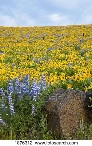 Stock Image - Oregon, United States Of America; Wildflowers In A Field In Columbia River Gorge National Scenic Area. Fotosearch