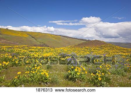 Oregon, United States Of America; Wildflowers Along A Hillside In Columbia River Gorge National Scenic Area View Large Photo Image Stock Image - Oregon, United States Of America; Wildflowers Along A Hillside In Columbia River Gorge National Scenic Area. Fotosearch