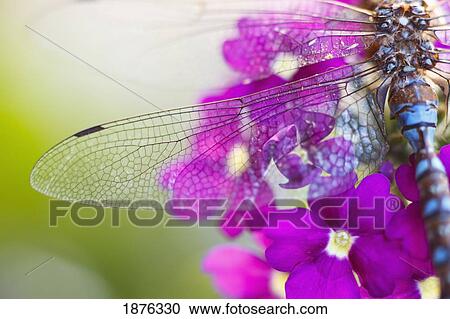 Stock Image - Oregon, United States Of America; Morning Dew On A Dragonfly Wing. Fotosearch