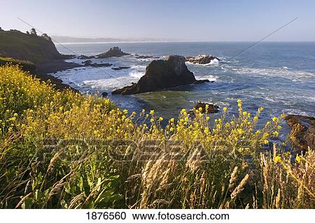 Oregon, United States Of America; Summer Flowers Along Yaquina Head On The Oregon Coast View Large Photo Image Stock Image - Oregon, United States Of America; Summer Flowers Along Yaquina Head On The Oregon Coast. Fotosearch