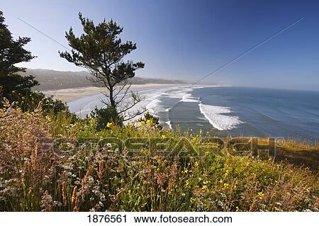 Oregon, United States Of America; Summer Flowers Along Yaquina Head On The Oregon Coast View Large Photo Image Stock Image - Oregon, United States Of America; Summer Flowers Along Yaquina Head On The Oregon Coast. Fotosearch