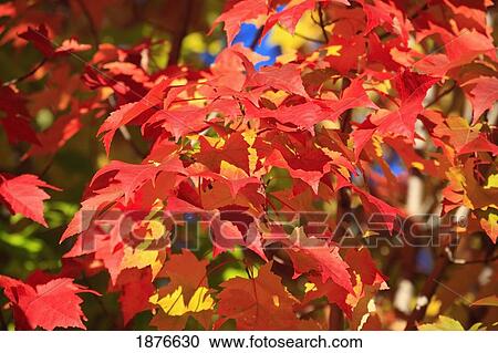 Oregon, United States Of America; Leaves In Autumn Colors In Willamette Valley View Large Photo Image Stock Image - Oregon, United States Of America; Leaves In Autumn Colors In Willamette Valley. Fotosearch