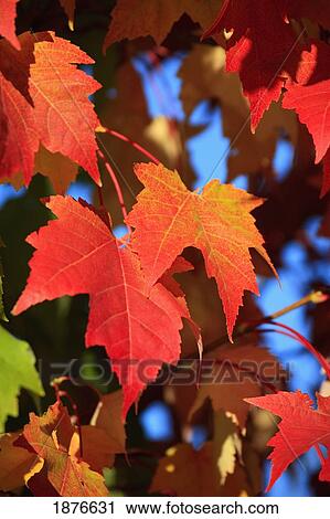 Oregon, United States Of America; Leaves In Autumn Colors In Willamette Valley View Large Photo Image Stock Image - Oregon, United States Of America; Leaves In Autumn Colors In Willamette Valley. Fotosearch