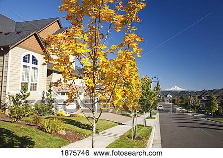 Stock Photograph - Oregon, United States Of America; Autumn Colors Along A Street With New Homes And A View Of Mount Hood. Fotosearch