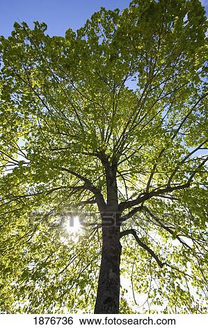 Stock Photograph - Oregon, United States Of America; Sunlight Shining Through A Tree. Fotosearch