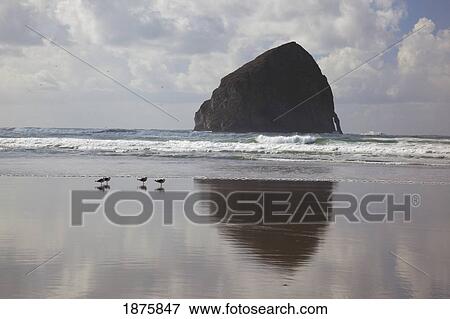 Pacific City, Oregon, United States Of America; Haystack Rock At Cape Kiwanda View Large Photo Image Stock Photo - Pacific City, Oregon, United States Of America; Haystack Rock At Cape Kiwanda. Fotosearch