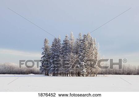 Parkland County, Alberta, Canada; A Cluster Of Trees In A Field Covered In Snow In Winter View Large Photo Image Stock Image - Parkland County, Alberta, Canada; A Cluster Of Trees In A Field Covered In Snow In Winter. Fotosearch