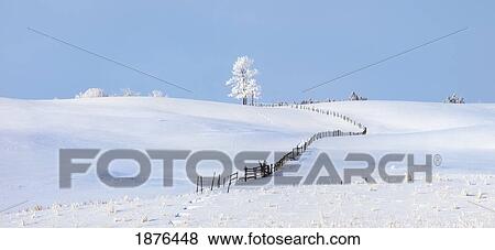 Parkland County, Alberta, Canada; A Tree And Fence In A Snow Covered Field In Winter View Large Photo Image Stock Photo - Parkland County, Alberta, Canada; A Tree And Fence In A Snow Covered Field In Winter. Fotosearch