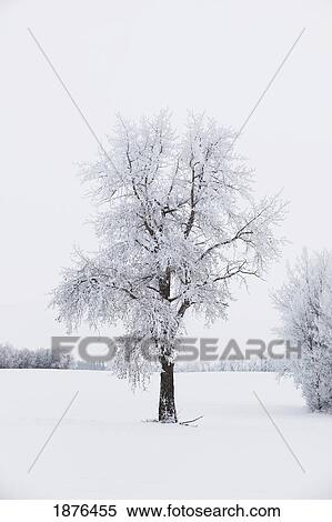 Stock Photography - Parkland County, Alberta, Canada; A Tree And Field Covered In Snow. Fotosearch