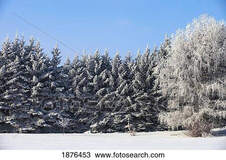 Parkland County, Alberta, Canada; Trees Covered In Snow In Winter View Large Photo Image Stock Image - Parkland County, Alberta, Canada; Trees Covered In Snow In Winter. Fotosearch