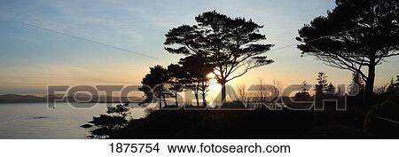 Parknasilla, County Kerry, Ireland; Sunset And The Silhouette Of Trees In Kenmare Bay View Large Photo Image Picture - Parknasilla, County Kerry, Ireland; Sunset And The Silhouette Of Trees In Kenmare Bay. Fotosearch